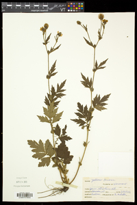 Geum aleppicum image