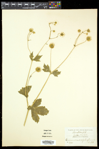 Geum macrophyllum image