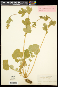 Geum macrophyllum image