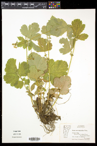 Geum macrophyllum image