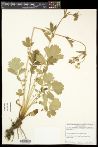 Geum rivale image