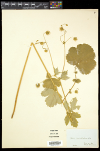 Geum macrophyllum image