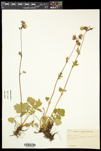 Geum rivale image