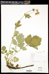 Geum rivale image