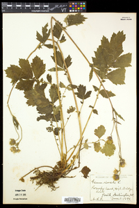 Geum rivale image