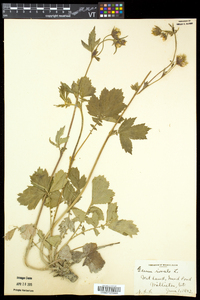 Geum rivale image