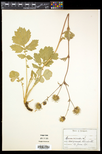 Geum rivale image