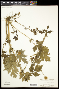 Geum aleppicum image