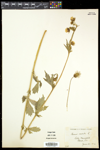 Geum rivale image