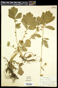 Geum rivale image