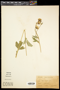 Geum rivale image