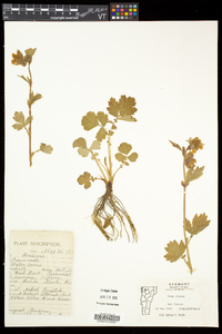 Geum rivale image