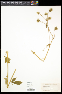 Geum rivale image