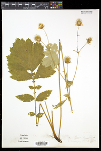 Geum rivale image