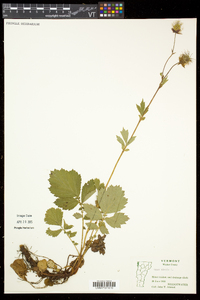 Geum rivale image