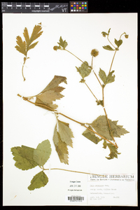 Geum canadense var. canadense image