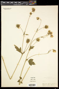 Geum rivale image