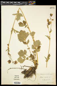 Geum rivale image