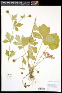 Geum laciniatum image