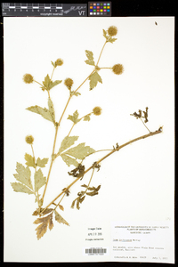 Geum laciniatum image