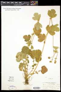 Geum macrophyllum image