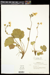 Geum peckii image