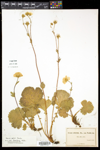 Geum peckii image
