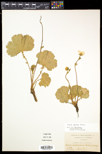 Geum peckii image