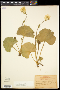 Geum peckii image