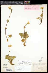 Geum peckii image