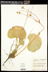 Geum peckii image