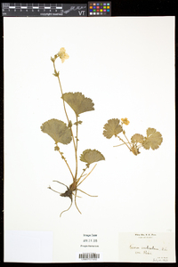 Geum peckii image