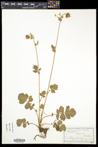 Geum rivale image