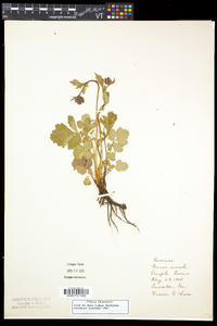 Geum rivale image