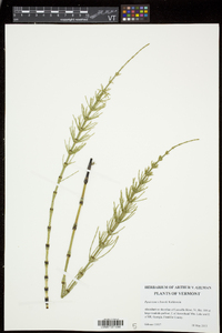 Equisetum × litorale image