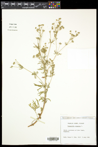 Potentilla argentea image