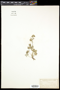 Potentilla argentea image