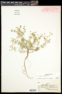 Potentilla argentea image