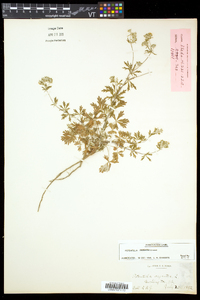 Potentilla argentea image