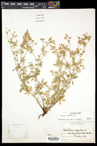 Potentilla argentea image