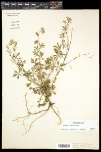 Potentilla argentea image