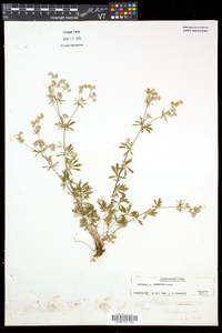 Potentilla argentea image