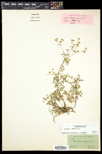 Potentilla argentea image