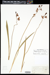 Calopogon tuberosus var. tuberosus image