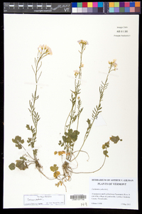 Cardamine pratensis image