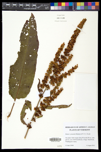 Rumex pratensis image