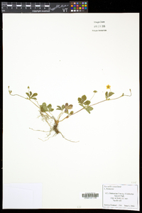 Potentilla canadensis image