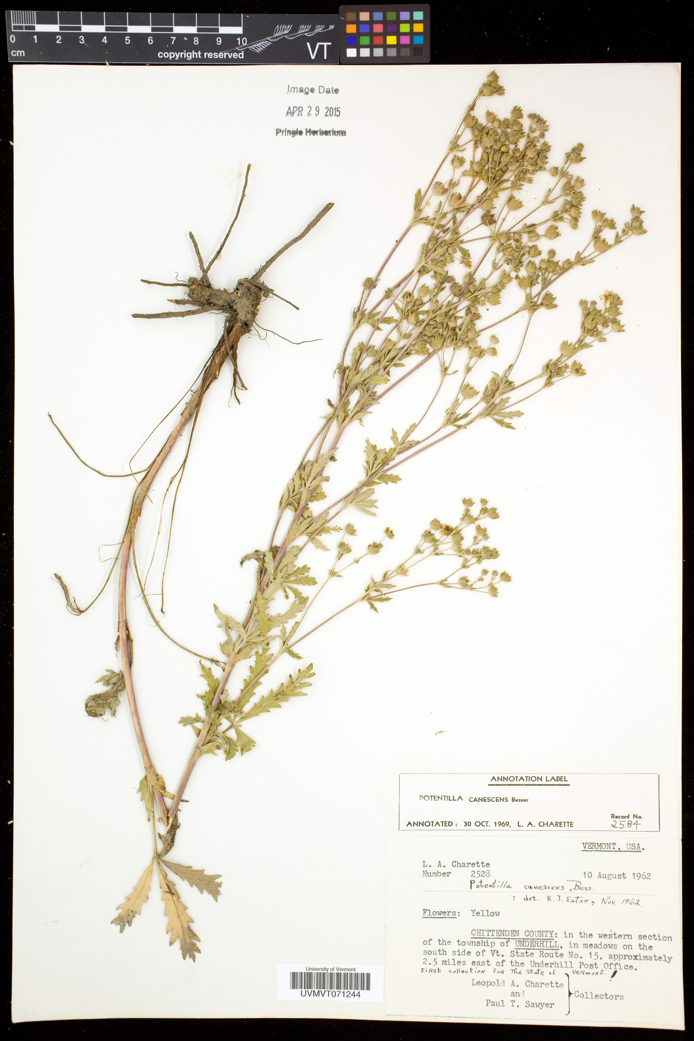 Potentilla inclinata image