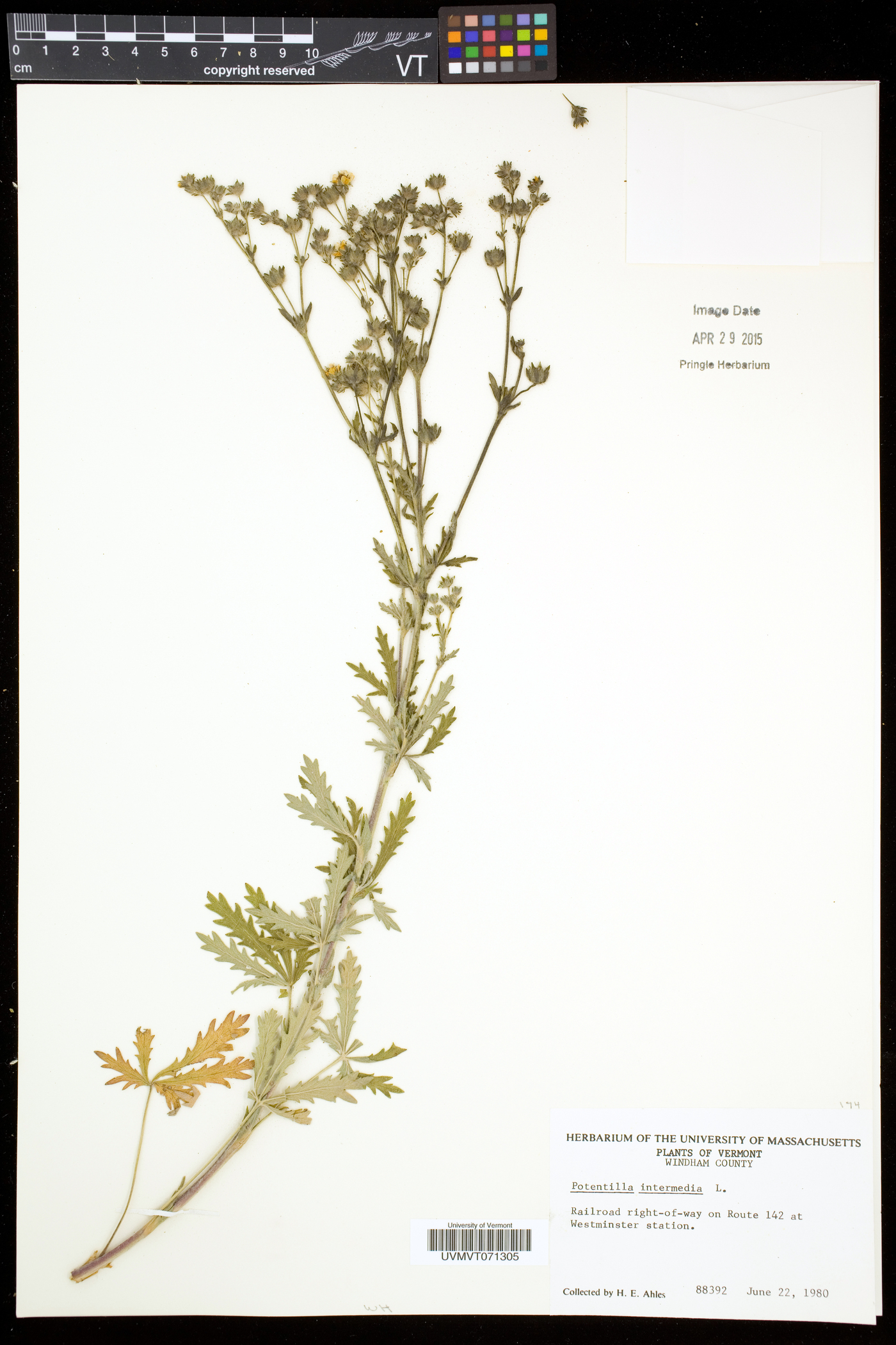 Potentilla intermedia image