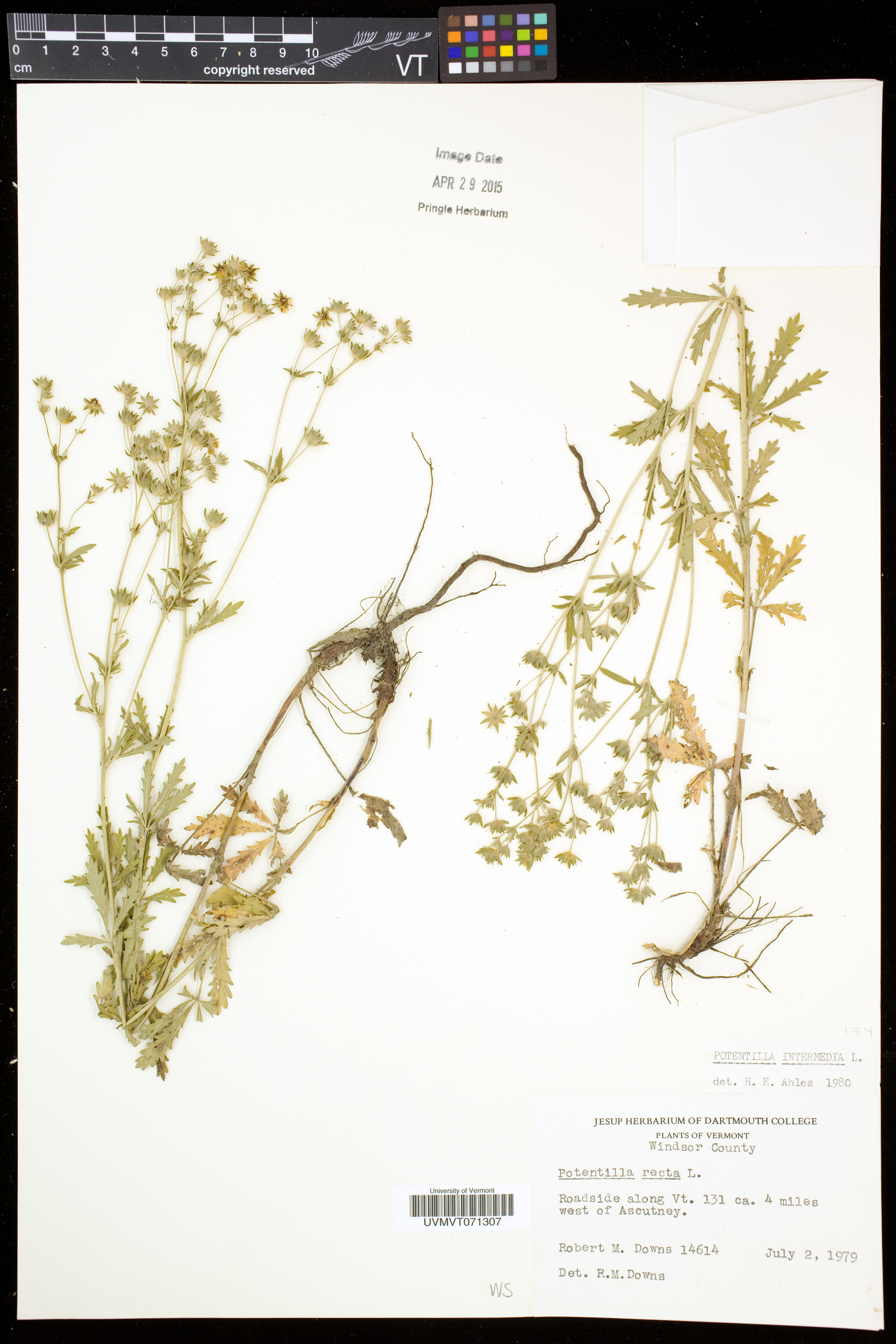 Potentilla intermedia image